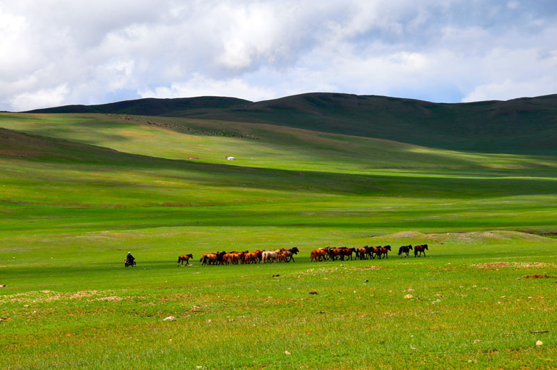 Mongolie